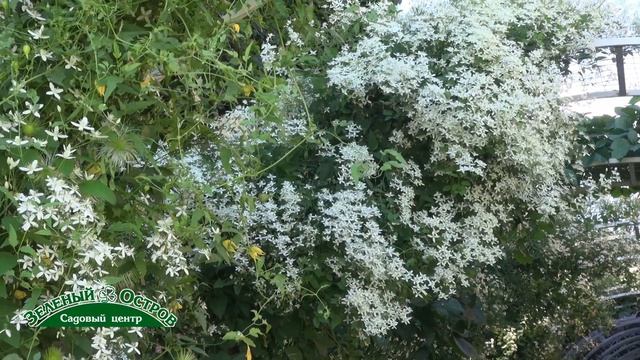 Клематис жгучий для авангардных посадок, для создания объема, особенности смотреть онлайн