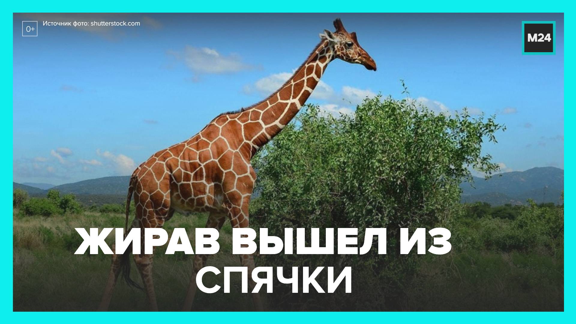 Жираф Самсон проснулся — Москва 24