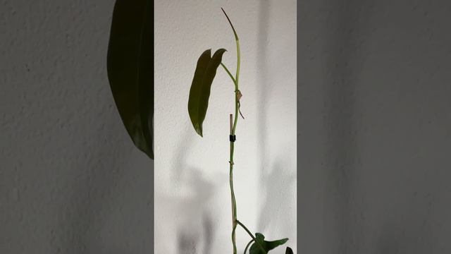 Philodendron Atabapoense (Germany, January 2024) #philodendron #plants