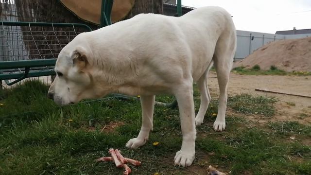 Порода Alabai named Nuker смотреть онлайн