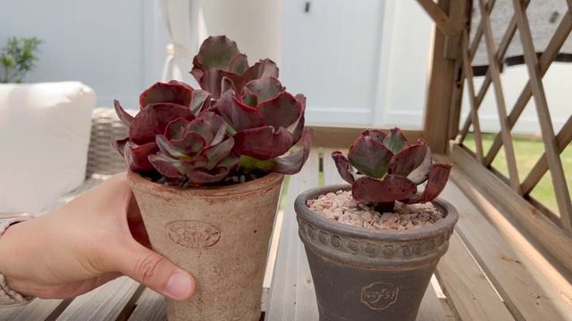 Vlog #10 | Echeveria Suyon смотреть онлайн