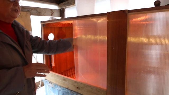 Выращивание в брудерах цыплят бройлеров и индюшат тяжёлых кроссов смотреть онлайн