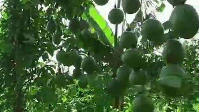 Passion Fruit: Honey: Promoting Farmer Market Linkages in Southern Western Uganda смотреть онлайн