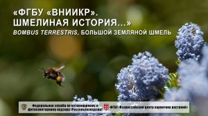 «ФГБУ «ВНИИКР». Шмелиная история… Bombus Terrestris - большой земляной шмель