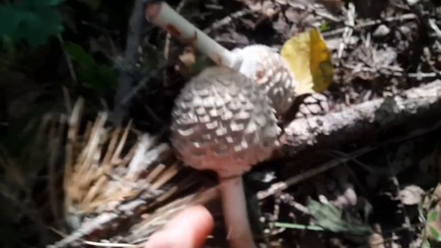 Под Уфой растут вкусные грибы зонтики. Собираем #Башкирия смотреть онлайн