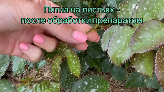 Сделайте в июне такую обрезку роз для пышного цветения
