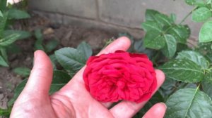 Роза Ред Пиано ( Rose Red Piano ) Германия, 2007г.   г.Киев 2021 г.