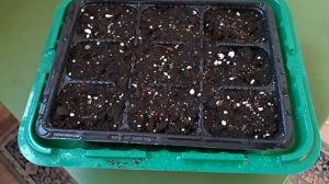 Сею ремонтантную землянику????Без снега и стратификации!❄ Очень быстро и легко