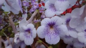 Ахименесы: как они умеют цвести