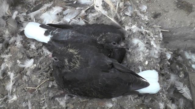 Ищу голуба с кураховки к своим голубям? смотреть онлайн