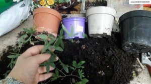 ПАССИФЛОРА.  ОСЕННЯЯ  ПЕРЕСАДКА из теплички.