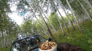 Капканы на барсука и бобра.