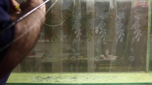 Серебренная и +Pesca  Налим в аквариуме от ТАТ ФОРМ