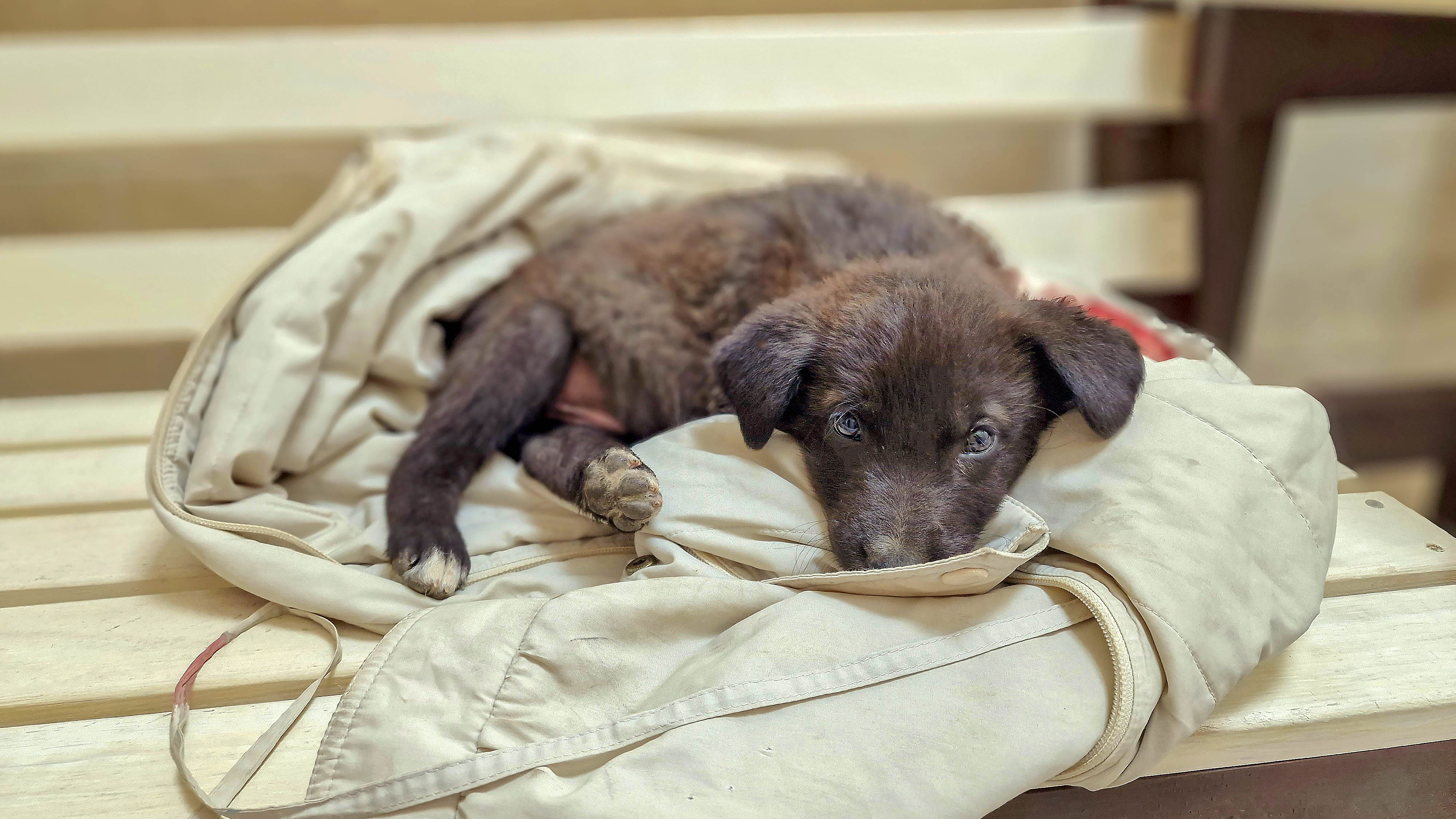 Нашли бездомного щенка ? но что с его лапой? ? Спасаем Демида ?❤️ Saving a homeless puppy