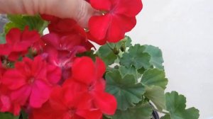 Пеларгонии  PAC Neona (ПАК Неона) и Calliope Dark Red (Каліопе Дарк Ред)