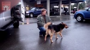 Что будет если освободить собаку просидевшую всю жизнь на цепи