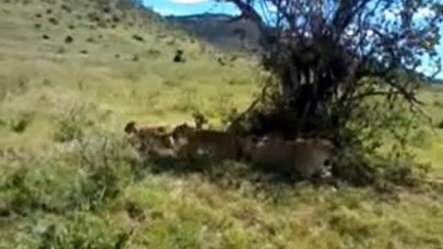 Детеныш льва смотреть онлайн