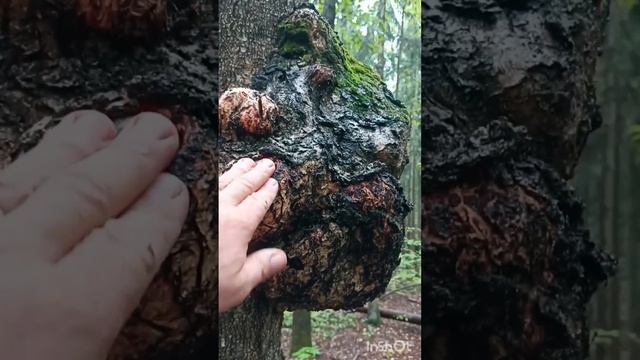 Волшебный кап на берёзе смотреть онлайн