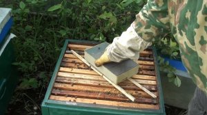 Злые пчелы на пасеке что делать. Как исправить злую семью. Первая ревизия после деления. Злые пчелы