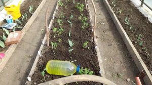 Высадила томаты в теплицу 2 мая. Что добавить в лунку к томатам. Посадила лук.