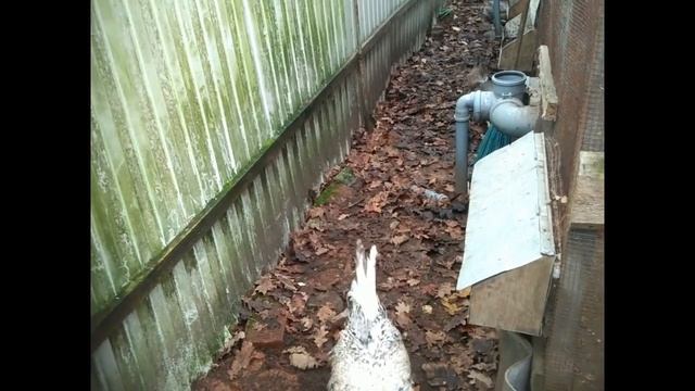 Как безопасно завести новую породу кур? смотреть онлайн