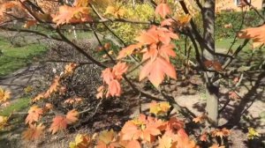 Acer pseudoplatanus 'Brillantissimum' javor horský klen