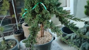 обзор наМожжевельник лежачий Нана на штамбе(Juniperus procumbens Nana) посадка и уход.