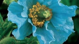 голубые маки как твои глаза