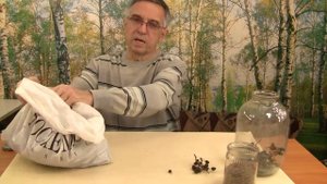 Как вырастить ольху. Получение семян. Часть 2.