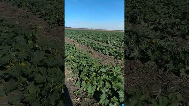 Первый сбор кабачка,сорт Марсель.