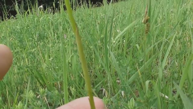 Anacamptis pyramidalis, the pyramidal orchid, a perennial herbaceous plant, the family Orchidaceae смотреть онлайн