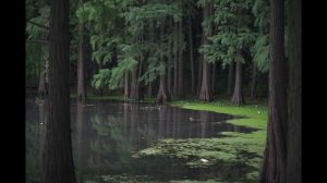 Янгиюль  История (Узбекистан)