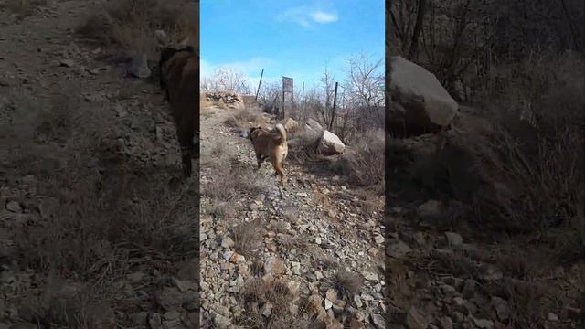Гампр вс волк 2 rd mas
