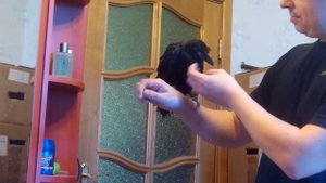 Очень голодный Василий :) Домашний грач