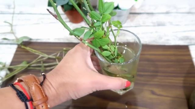 Необычный способ укоренения роз. Работает на 100% смотреть онлайн