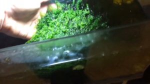 Яванский мох, пецилия микки маус, и креветка фильтратор в аквариуме