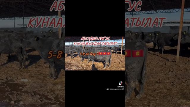 Абердин Ангус стельные нетели на продаже!!! 🇰🇬🇰🇬🇰🇬 0709718051 цена 147000 за голову смотреть онлайн