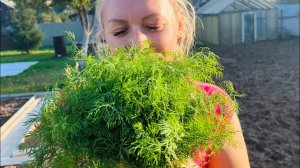 Семена. Часть 7. Зелень, редис, патиссоны. Лето 2023 года