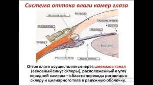 Лекция №2 по гистологии. Органы чувств. Орган зрения - глаз.