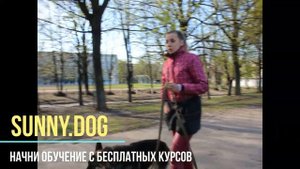 Как правильно гулять с собакой и обучать ее послушанию?