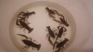 Раки. Живые раки. Раки к пиву