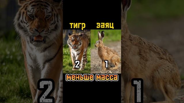 кто сильнее заяц или тигр?! смотреть онлайн
