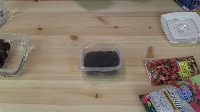 Как посеять Лобелию САМЫЙ ЛУЧШИЙ СПОСОБ смотреть онлайн