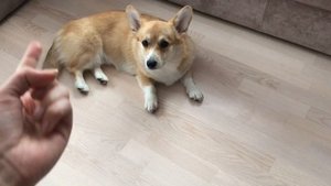 Дрессировка! Команда КУВЫРОК