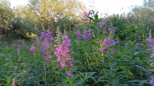 Знаменитый Иван-чай!