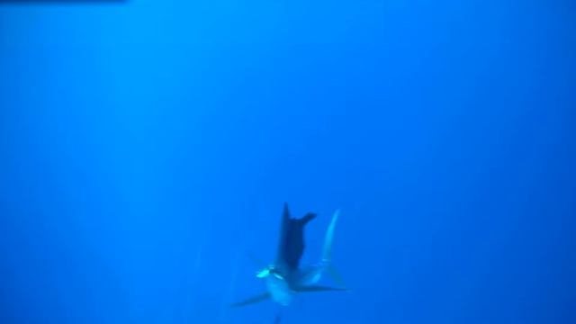 Sailfish Strike Rapala Trolling Lure Recorded by Spydro Camera on my Hobie PA 14. смотреть онлайн