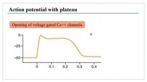 MED LEVEL2 GITmodule PHYSIOLOGY Electrical activity of GIT 9/3/2021