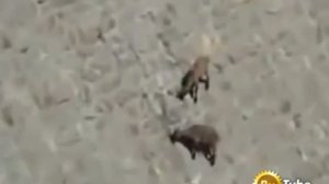 Горные козлы ходят по стенам