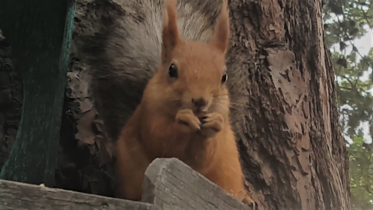 Геленджик/Белка берет еду из рук и пьет воду смотреть онлайн