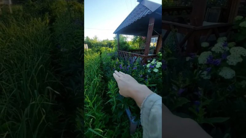 Время колокольчиков и гортензии!